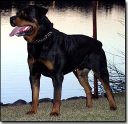Rottie-Riot standing by a lake