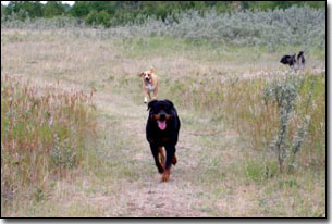 Rottie-Riot walking on a trail in the country
