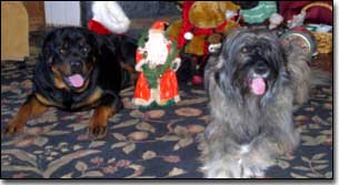 Rottweiler-Gabriel and Briard-Artemis with Christmas toys