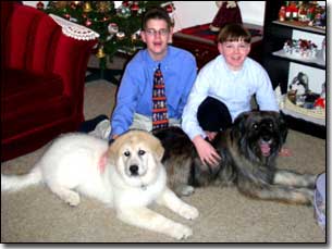 Austin and Christian with Great Pyrenees-Soloman and Briard-Artemis in front of Christmas tree