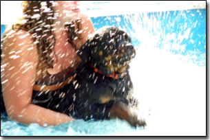 Rottie-Riot going for a swim in the pool
