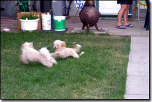 Odin and Tea-cup playing chase on the lawn