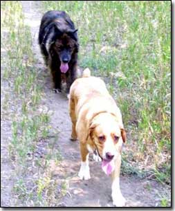 Neufie/Akita X-Khan and Labrador-Leon walking prairie path