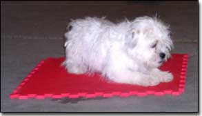 Little white dog laying on a matt