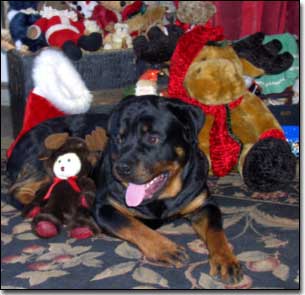 Rottweiler-Gabriel with Christmas toys
