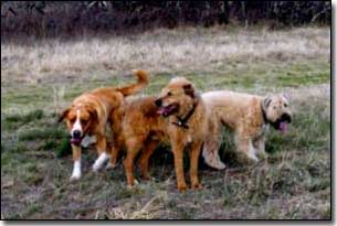 Labrador-Leon, Terrier-Jake, and Wheaton Terrier-Lucy in grass field