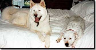 Akita-Odin and Staffie-Daisy on bed