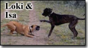 Mastiff-Loki and Great Dane-Isa