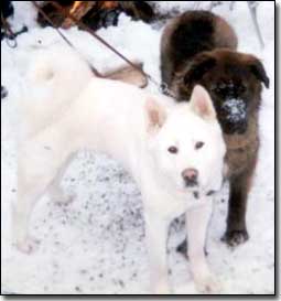 Akita-Odin standing with Neufie/Akita X-Khan in the snow