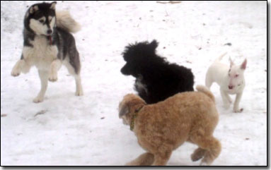 Husky-Nikita, Portie-Stitch, Beardie-Lucy, and terrier playing