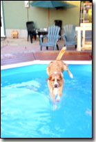 Labrador-Leon jumping in the pool